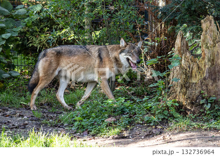 European Grey Wolf, Canis lupus in a german park 132736964