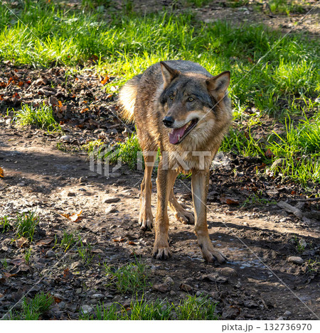 European Grey Wolf, Canis lupus in a german park European Grey Wolf, Canis lupus in a german park 132736970