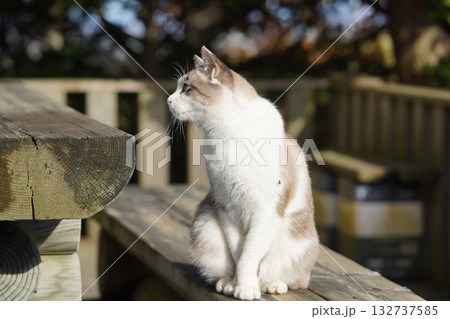 ベンチに座るサクラネコ 132737585