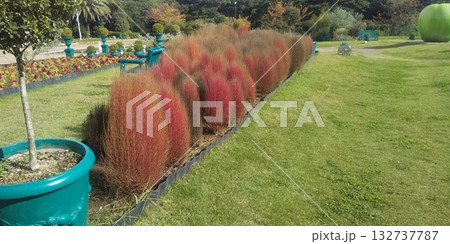 花の美術館前庭の紅葉したコキア 花の美術館前庭の紅葉したコキア 132737787