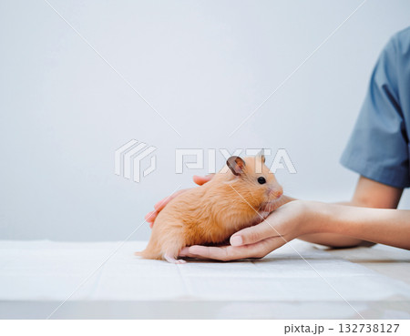 ハムスターをゆっくりと手のひらに乗せる女性 ハムスターをゆっくりと手のひらに乗せる女性 132738127