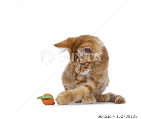Red Maine Coon cat kitten on white 132738135