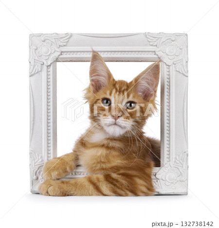 Red Maine Coon cat kitten on white Red Maine Coon cat kitten on white 132738142