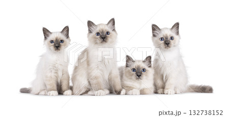 Row of kittens on white Row of kittens on white 132738152