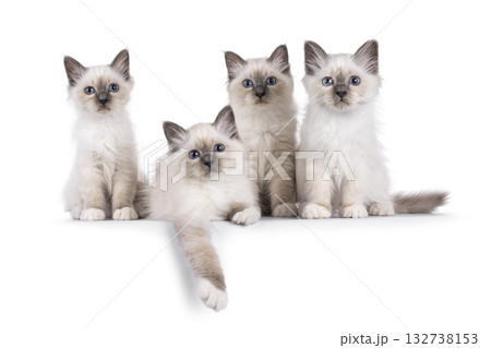 Row of kittens on white Row of kittens on white 132738153