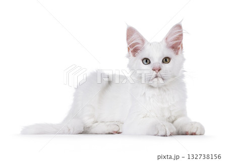 White Maine Coon cat kitten on white White Maine Coon cat kitten on white 132738156