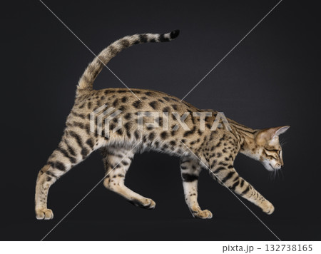 Savannah cat on black 132738165