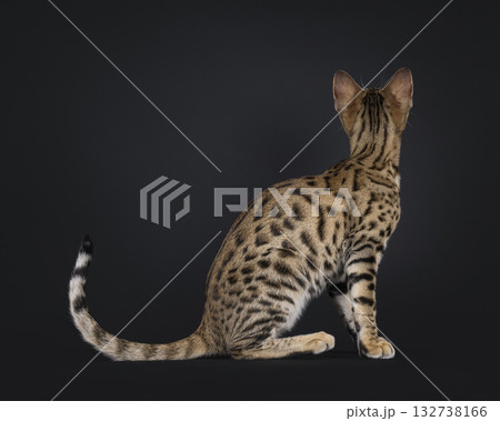 Savannah cat on black Savannah cat on black 132738166