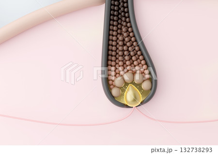 毛乳頭が毛母細胞を活性化させ、健康な髪が成長するCGイラスト 132738293
