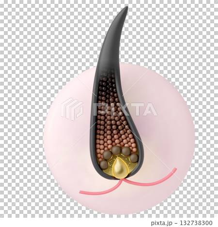 CG icon of healthy hair follicles and hair papilla, showing blood flow and grown hair, white background 132738300