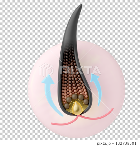 髪が成長する毛包のプロセスを示すシンプルなCGアイコン 白背景 髪が成長する毛包のプロセスを示すシンプルなCGアイコン 白背景 132738301