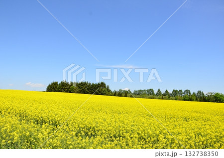 菜の花と青い空 菜の花と青い空 132738350