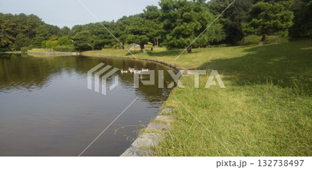 稲毛海浜公園浜の池に来た冬の渡り鳥オナガガモ 稲毛海浜公園浜の池に来た冬の渡り鳥オナガガモ 132738497