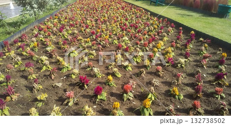 花の美術館前前庭に咲くケイトウの花 花の美術館前前庭に咲くケイトウの花 132738502