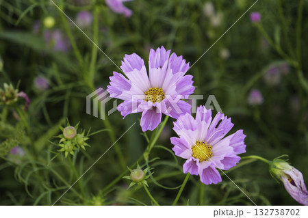 鮮やかなコスモス、秋の草花 鮮やかなコスモス、秋の草花 132738702