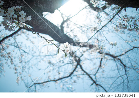 ソメイヨシノと空 ソメイヨシノと空 132739041
