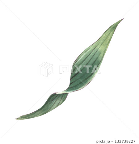 Alstroemeria leaf. Hand-painted watercolor illustration isolated on white background. Perfect for floral design, invitations, printing on packaging and textile, branding, botanical projects 132739227