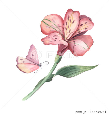 Alstroemeria flower and butterfly. Hand-painted watercolor botanical illustration isolated on white for floral design, cards, invitations, printing on textile, packaging, branding, botanical projects 132739231