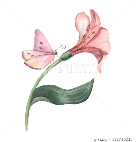 Alstroemeria flower and butterfly. Hand-painted watercolor botanical illustration isolated on white for floral design, cards, invitations, printing on textile, packaging, branding, botanical projects 132739233