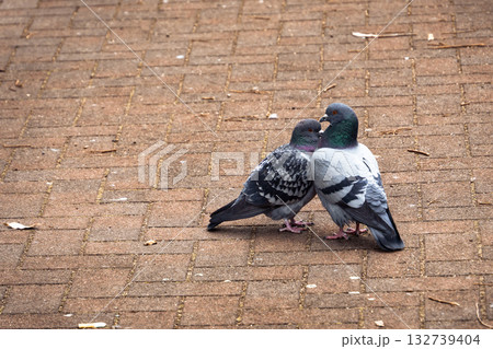 仲良しな2匹の鳩 132739404