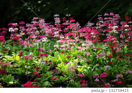 木漏れ日に咲く九輪草の群生 — 彩り豊かな初夏の花畑 132739415