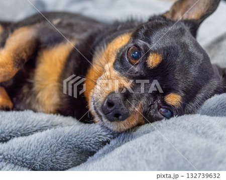 ソファでくつろぐ犬 ソファでくつろぐ犬 132739632