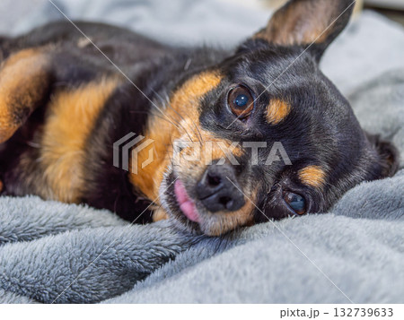 ソファでくつろぐ犬 ソファでくつろぐ犬 132739633