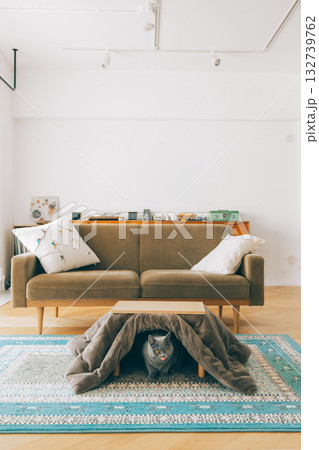 猫用のコタツに入る猫 132739762