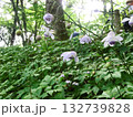 御岳山のレンゲショウマ（東京都青梅市） 132739828