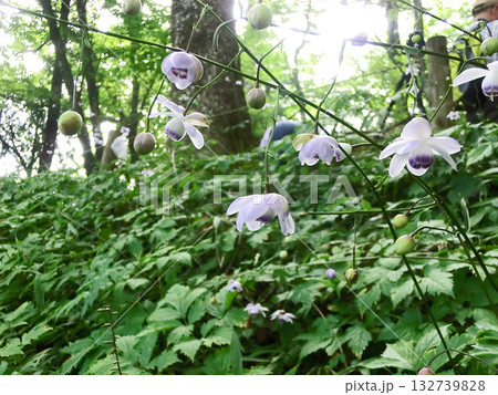 御岳山のレンゲショウマ（東京都青梅市） 132739828