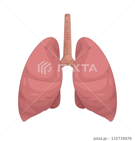 Illustration of human lungs 132739876