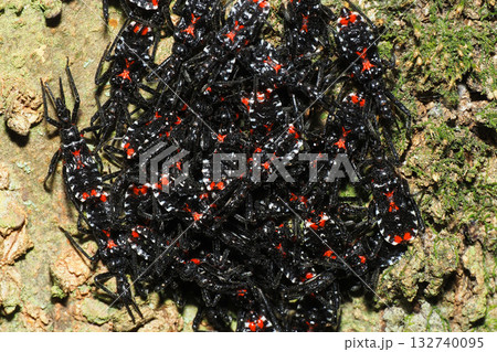 集団越冬中のヨコヅナサシガメの幼虫 132740095