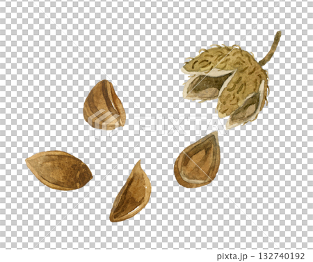 山毛櫸堅果 - 手繪水彩秋季植物插圖 132740192