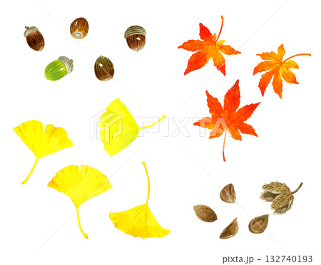 どんぐり・もみじ・イチョウ・ブナのセット 秋の植物の手描き水彩イラスト素材 どんぐり・もみじ・イチョウ・ブナのセット 秋の植物の手描き水彩イラスト素材 132740193