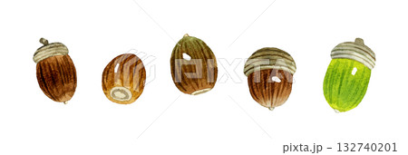 どんぐりのセット 秋の植物の手描き水彩イラスト素材 どんぐりのセット 秋の植物の手描き水彩イラスト素材 132740201