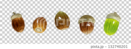 どんぐりのセット 秋の植物の手描き水彩イラスト素材 どんぐりのセット 秋の植物の手描き水彩イラスト素材 132740201