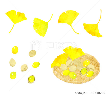ギンナンの実とイチョウの葉っぱのセット　秋の植物の手描き水彩イラスト素材 132740207