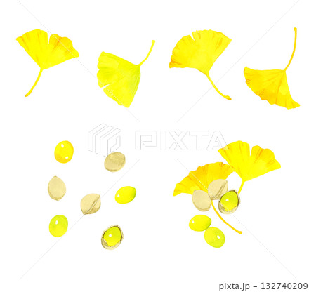 ギンナンの実とイチョウの葉っぱのセット　秋の植物の手描き水彩イラスト素材 132740209