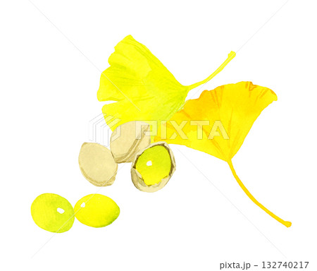 ギンナンの実とイチョウの葉っぱのセット　秋の植物の手描き水彩イラスト素材 132740217