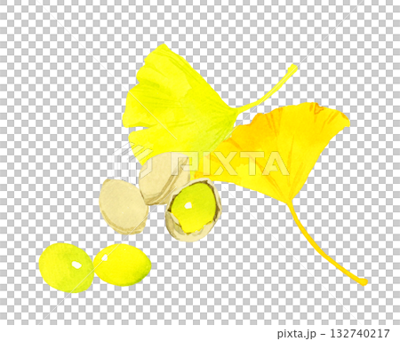 ギンナンの実とイチョウの葉っぱのセット　秋の植物の手描き水彩イラスト素材 132740217