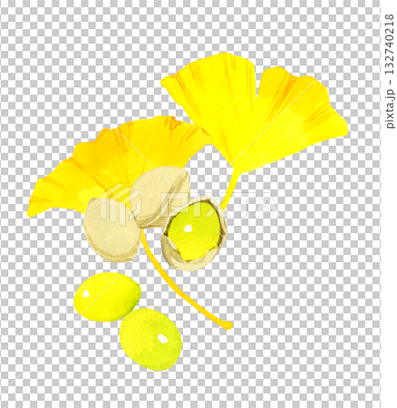 Set of ginkgo nuts and ginkgo leaves. Hand-drawn watercolor illustration of autumn plants. Set of ginkgo nuts and ginkgo leaves. Hand-drawn watercolor illustration of autumn plants. 132740218