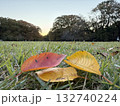 紅葉した落ち葉と青空 132740224