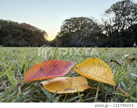 紅葉した落ち葉と青空 132740224