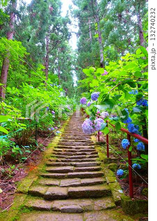 満開のアジサイ　紫陽花　あじさい　出塩文殊堂　山形市 132740232