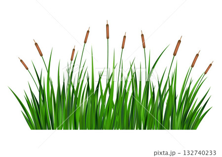 Swamp grass reed vector illustration isolated on white background. Marsh of river and lake tall bulrush. Wild green shrubs. Coastal summer nature with thicket of aquatic plants Swamp grass reed vector illustration isolated on white background. Marsh of river and lake tall bulrush. Wild green shrubs. Coastal summer nature with thicket of aquatic plants 132740233