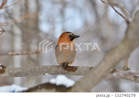 冬のカケス正面横顔 冬のカケス正面横顔 132740279