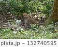 スリランカのジープサファリでヒョウ 132740595