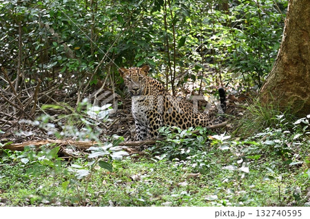 スリランカのジープサファリでヒョウ 132740595