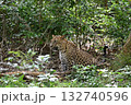 スリランカのジープサファリでヒョウ 132740596
