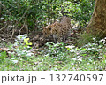 スリランカのジープサファリでヒョウ 132740597